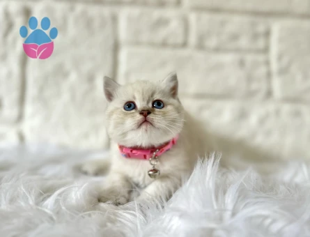British Shorthair 2 Aylık Dişi Yavrumuz
