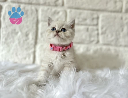 British Shorthair 2 Aylık Dişi Yavrumuz