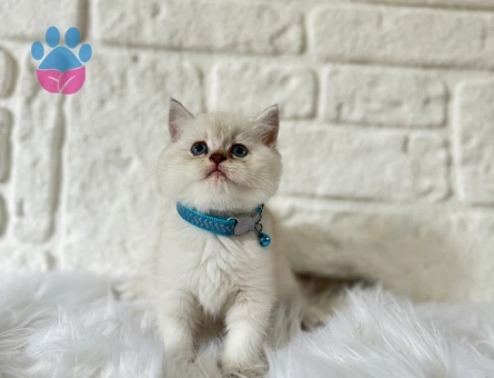 British Shorthair 2 Aylık Yavrular