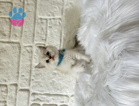 British Shorthair 2 Aylık Yavrular