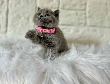 British Shorthair 2 Aylık Gri Yavrularımız