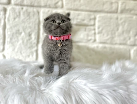 Scottish Fold 2 Aylık Yavrular