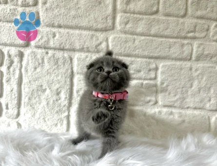 Scottish Fold 2 Aylık Yavrular