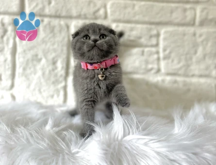 Scottish Fold 2 Aylık Yavrular