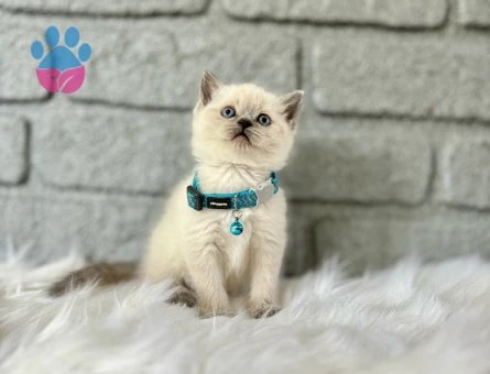British Shorthair Bluepoint 2 Aylık