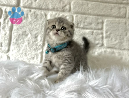 Scotttish Fold Tabby 2 Aylık Yavrumuz Erkek