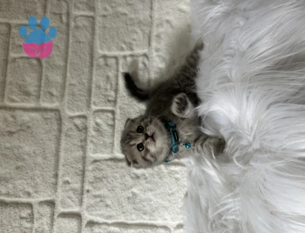 Scotttish Fold Tabby 2 Aylık Yavrumuz Erkek