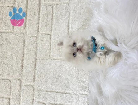 Scottish Fold Longhair Erkek 2 Aylık