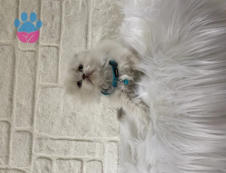 Scottish Fold Longhair Erkek 2 Aylık