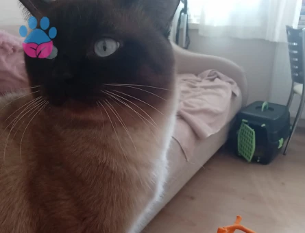 Sevimli ve zeki Siyam kedimizi ücretsiz sahiplendirmek istiyoruz.