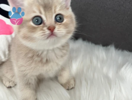 Safkan bluegolden ay11 yavru