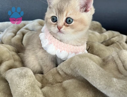 Safkan bluegolden ay11 yavru