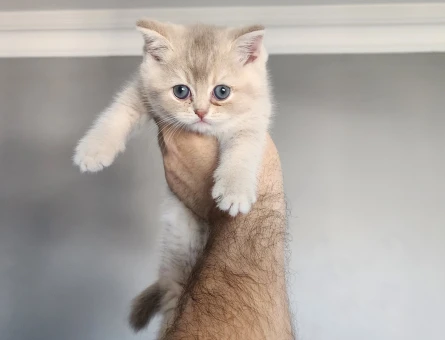 Safkan bluegolden ay11 yavru