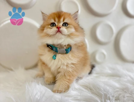 British Longhair Erkek 2 Aylık Golden