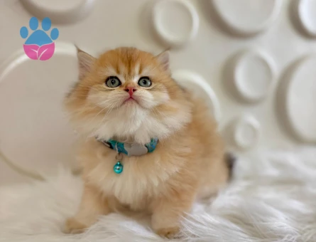 British Longhair Erkek 2 Aylık Golden