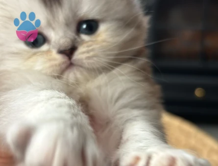 Scottish Fold - Long Hair dişi ve erkek yavrular
