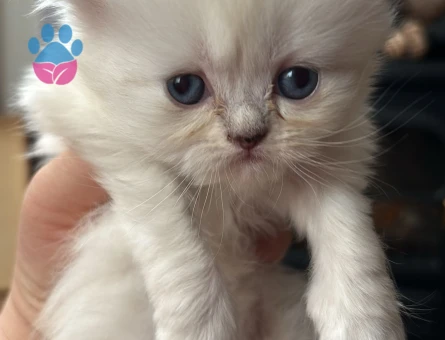 Scottish Fold - Long Hair dişi ve erkek yavrular