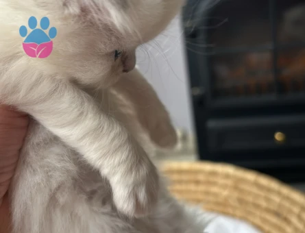 Scottish Fold - Long Hair dişi ve erkek yavrular