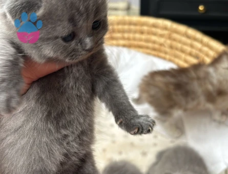 Scottish Fold - Long Hair dişi ve erkek yavrular