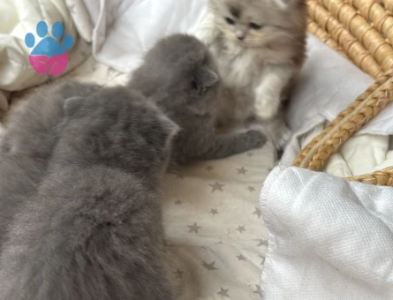 Scottish Fold - Long Hair dişi ve erkek yavrular