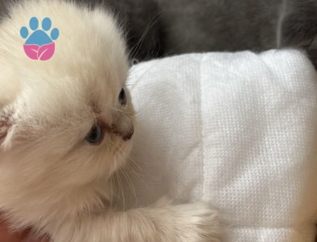 Scottish Fold - Long Hair dişi ve erkek yavrular