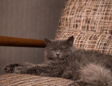Nebelung 1 Yaşında Yuıva Arıyor