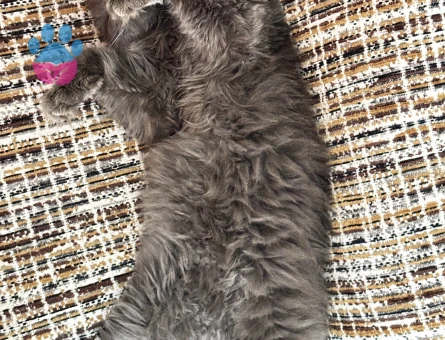 Nebelung 1 Yaşında Yuıva Arıyor