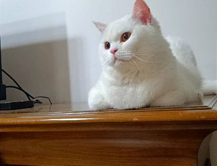 Beyaz british Shorthair 1 Yaşında DİŞİ