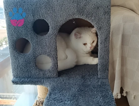 Beyaz british Shorthair 1 Yaşında DİŞİ