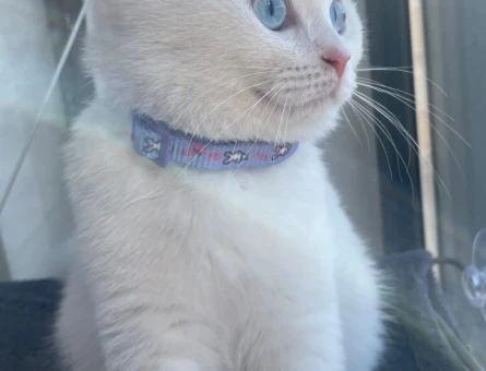 Güzel Kızım İnci British Shorthair Yuva Arıyor