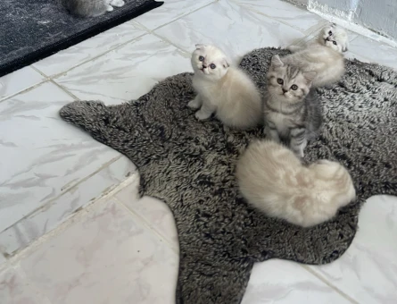 Scottish Fold Blue Point Yavrularımız