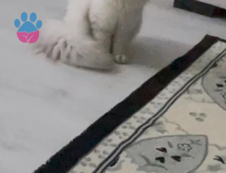 Scottish Fold Blue Point Yavrularımız