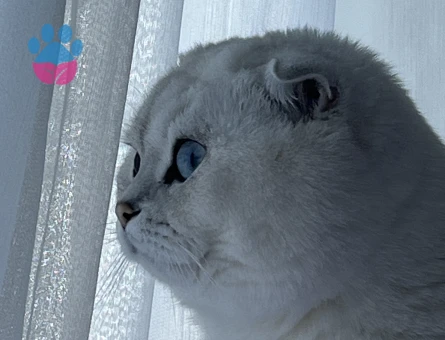 Scottish Fold Blue Point Yavrularımız
