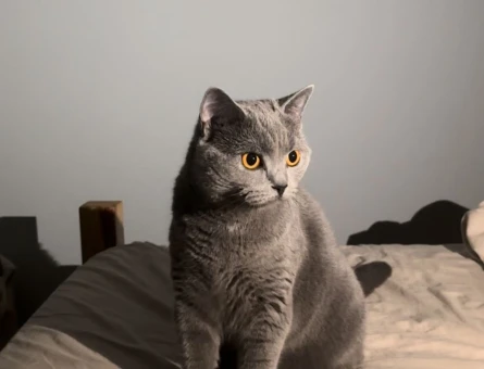 4.5 yaşında dişi british shorthair yeni yuvasını arıyor.