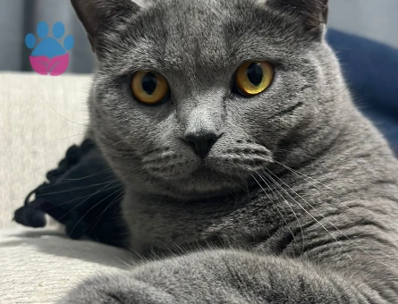 4.5 yaşında dişi british shorthair yeni yuvasını arıyor.