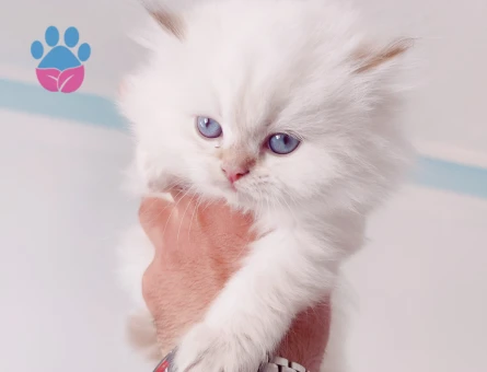 British Shorthair ve Longhair kalitenin tek adresi yavru ve yetişkin arayanlara