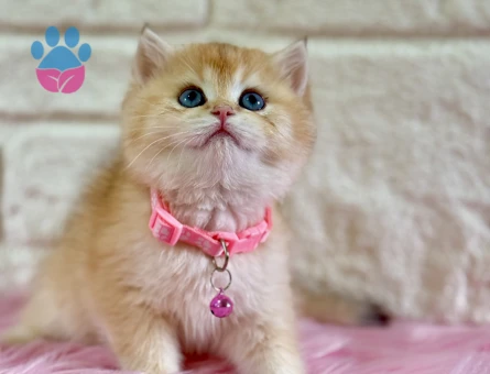 British Shorthair Golden Dişi 2 Aylık