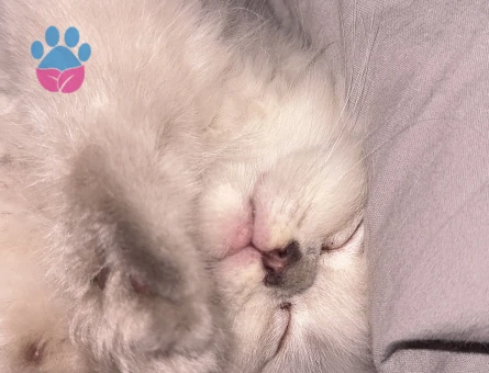 British Shorthair bebeğimiz