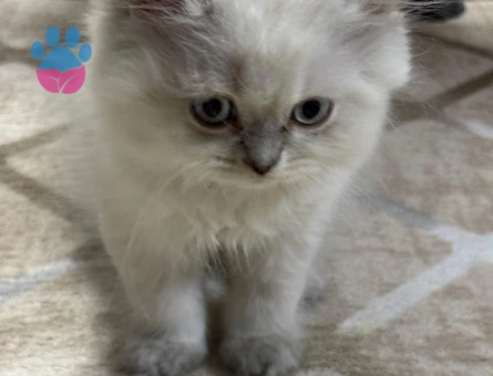 British Shorthair bebeğimiz