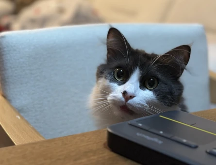 Ücretsiz kedi sahiplendirme 3 yaşında Yuva Arıyor - 4460