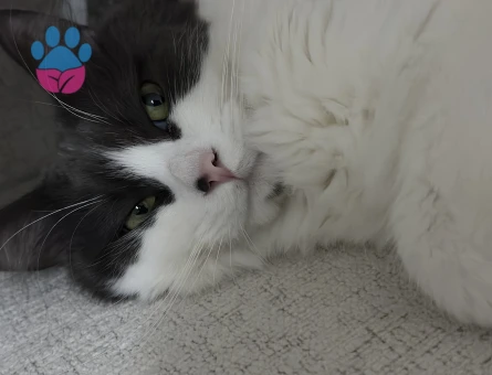Ücretsiz kedi sahiplendirme 3 yaşında Yuva Arıyor