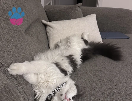 Ücretsiz kedi sahiplendirme 3 yaşında Yuva Arıyor