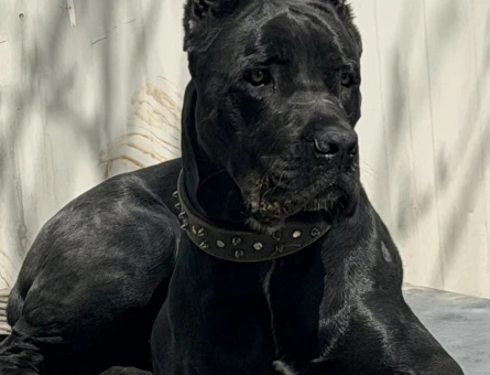 Safkan Cane Corso 1 Yaşında Yuva Arıyor - 4463