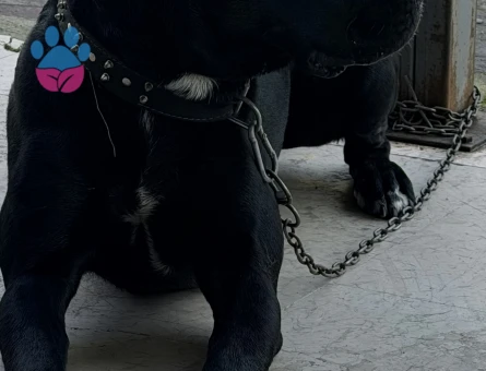 Safkan Cane Corso 1 Yaşında Yuva Arıyor