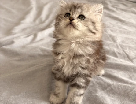 British longhair 2 Aylık Yuva Arıyor - 4464