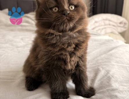 British longhair 2 Aylık Yuva Arıyor
