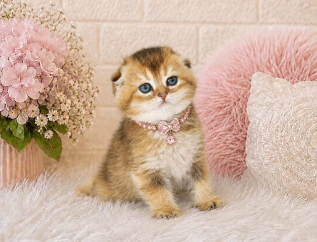 Zarif Güzellikte Scottish Fold Golden Yavrumuz - 4466