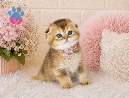 Zarif Güzellikte Scottish Fold Golden Yavrumuz