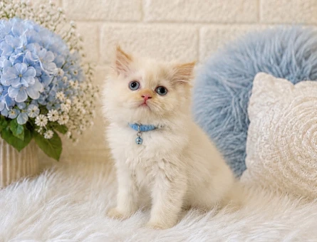 British Longhair Red Point Erkek 2 Aylık - 4467