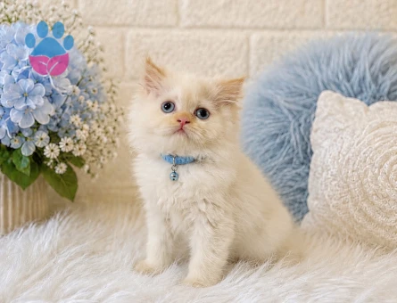 British Longhair Red Point Erkek 2 Aylık
